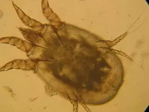 чесоточный клещ