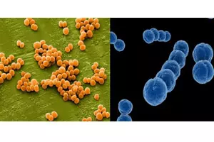 стафилококк и стрептококк